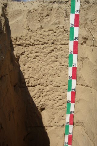 Sandy Soils (T. Torripsamments), Pokharan, Jaisalmer, Rajasthan